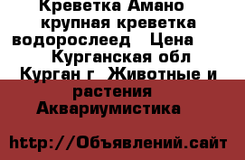 Креветка Амано - крупная креветка-водорослеед › Цена ­ 160 - Курганская обл., Курган г. Животные и растения » Аквариумистика   